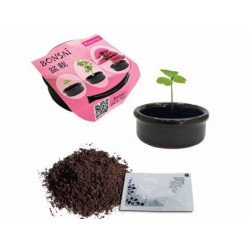 Bahçe için Hobi Bonsai Erguvan Ekim Kiti