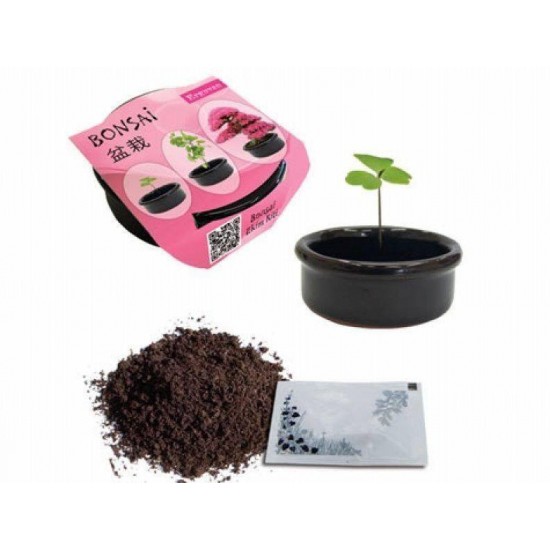 Bahçe için Hobi Bonsai Erguvan Ekim Kiti
