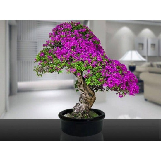 Bahçe için Hobi Bonsai Erguvan Ekim Kiti