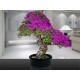 Bahçe için Hobi Bonsai Erguvan Ekim Kiti