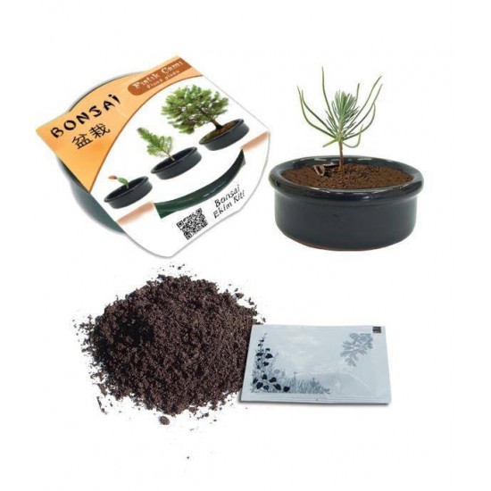 Bahçe için Hobi Bonsai Fıstık Çam Ekim Kiti