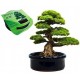 Bahçe için Hobi Bonsai Karaçam Ekim Kiti