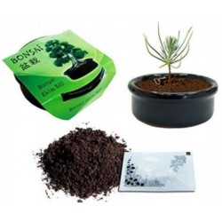 Bahçe için Hobi Bonsai Karaçam Ekim Kiti