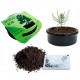 Bahçe için Hobi Bonsai Karaçam Ekim Kiti