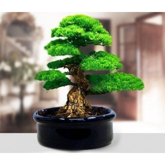 Bahçe için Hobi Bonsai Karaçam Ekim Kiti