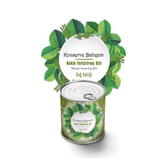 Bahçe için Kekik Konserve Yetiştirme Seti